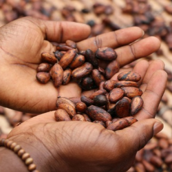 Gage sur stock : le cas d'un transformateur de cacao et de café 
